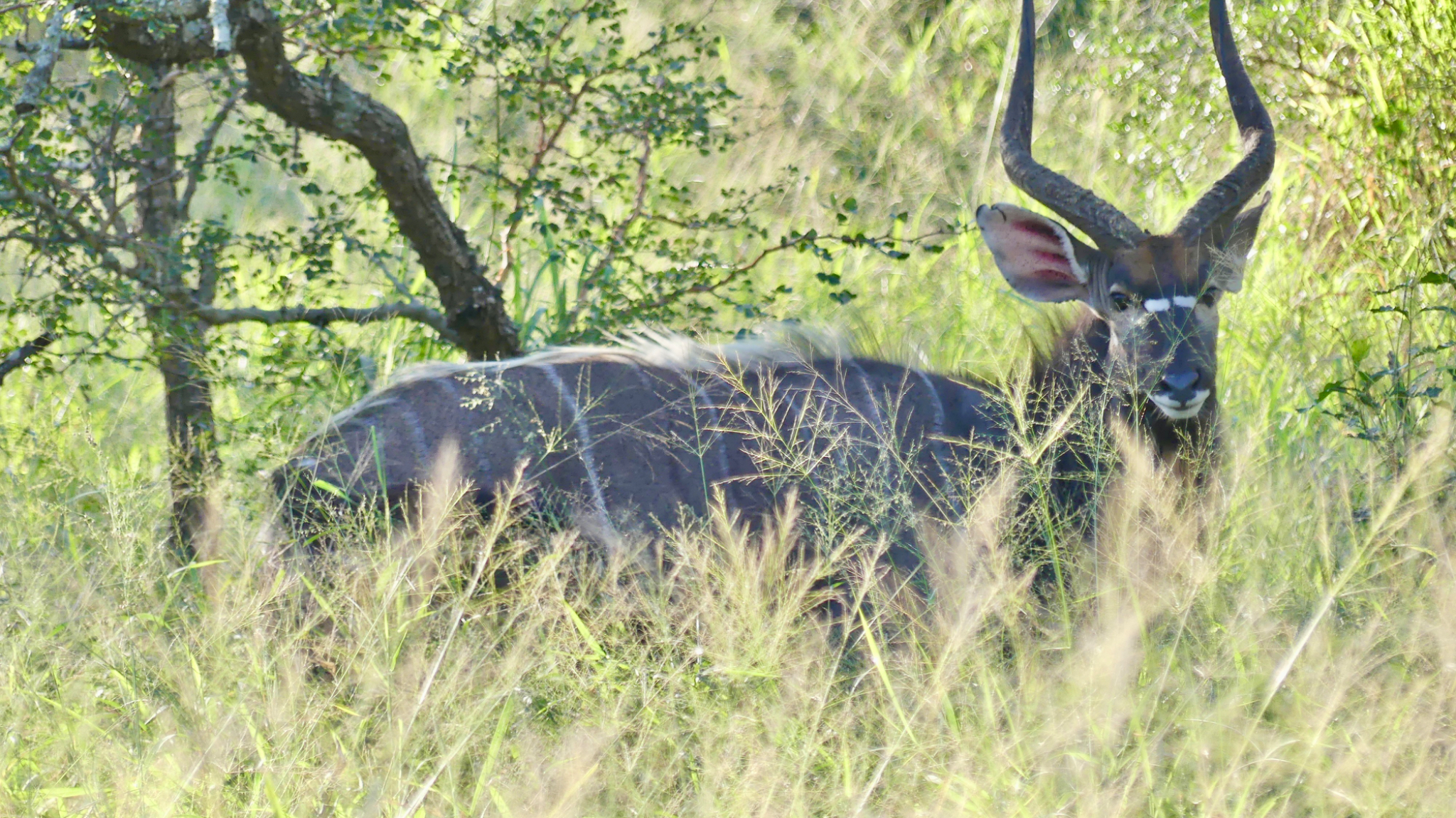 Nyala Male Antelope